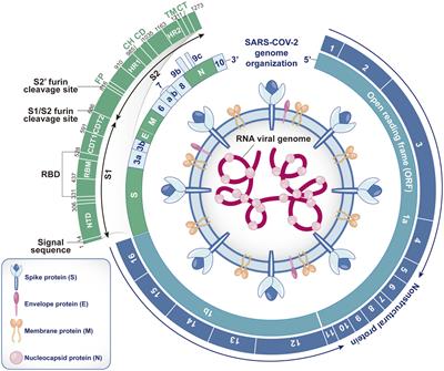 Novel receptor, mutation, vaccine, and establishment of coping mode for SARS-CoV-2: current status and future